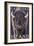 Catalina Island, California - Bison Up Close-Lantern Press-Framed Art Print