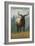 Cataloochee Valley, North Carolina - Elk Scene-Lantern Press-Framed Art Print