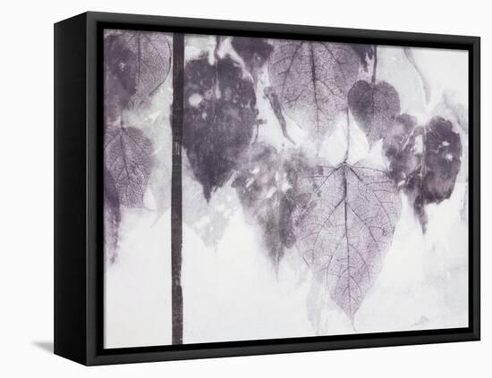 Catalpa-Cynthia MacCollum-Framed Stretched Canvas