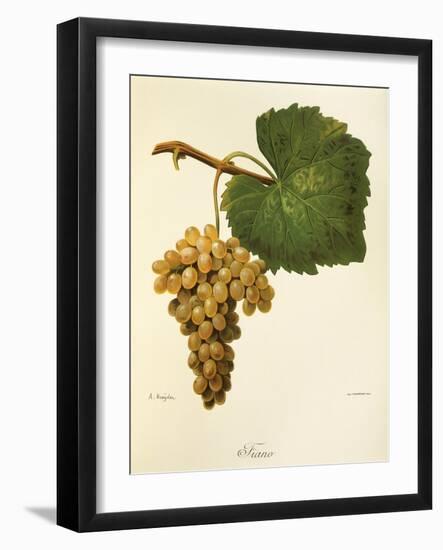 Catarratto Grape-A. Kreyder-Framed Giclee Print