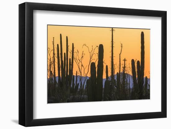 Catavina Desert, Baja California, Mexico-Art Wolfe-Framed Photographic Print