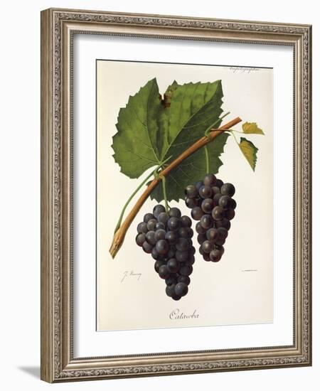 Catawba Grape-J. Troncy-Framed Giclee Print