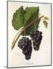 Catawba Grape-J. Troncy-Mounted Giclee Print