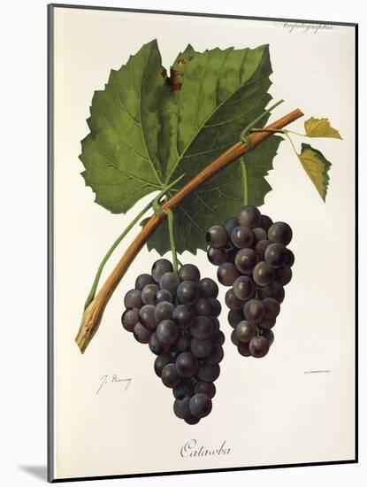 Catawba Grape-J. Troncy-Mounted Giclee Print