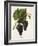 Catawba Grape-J. Troncy-Framed Giclee Print