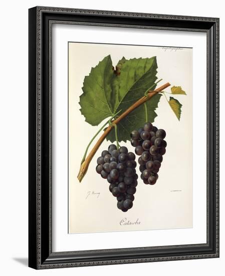 Catawba Grape-J. Troncy-Framed Giclee Print