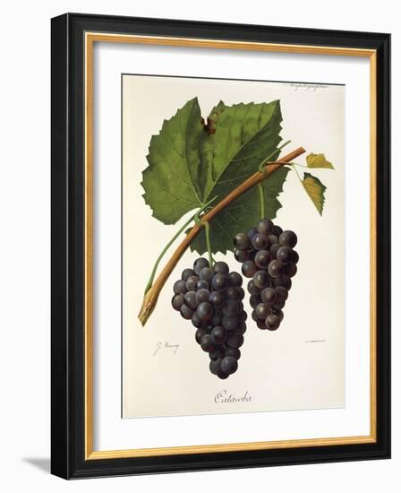 Catawba Grape-J. Troncy-Framed Giclee Print