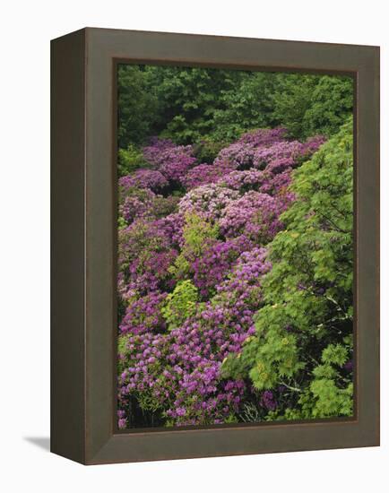 Catawba Rhododendron and Mountain Ash Growing in Forest-Adam Jones-Framed Premier Image Canvas