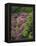 Catawba Rhododendron and Mountain Ash Growing in Forest-Adam Jones-Framed Premier Image Canvas