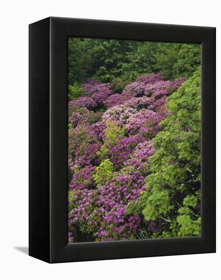 Catawba Rhododendron and Mountain Ash Growing in Forest-Adam Jones-Framed Premier Image Canvas