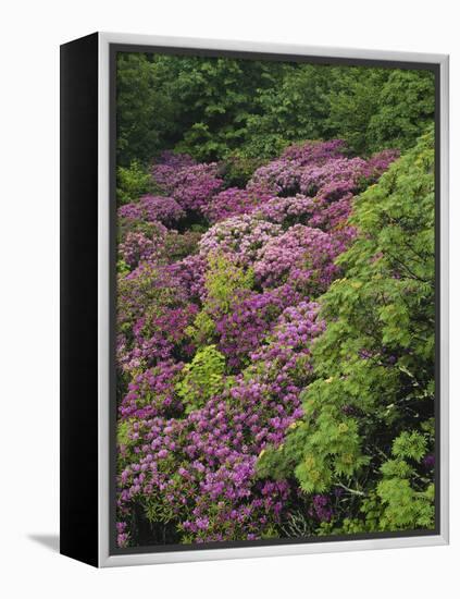 Catawba Rhododendron and Mountain Ash Growing in Forest-Adam Jones-Framed Premier Image Canvas