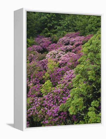 Catawba Rhododendron and Mountain Ash Growing in Forest-Adam Jones-Framed Premier Image Canvas