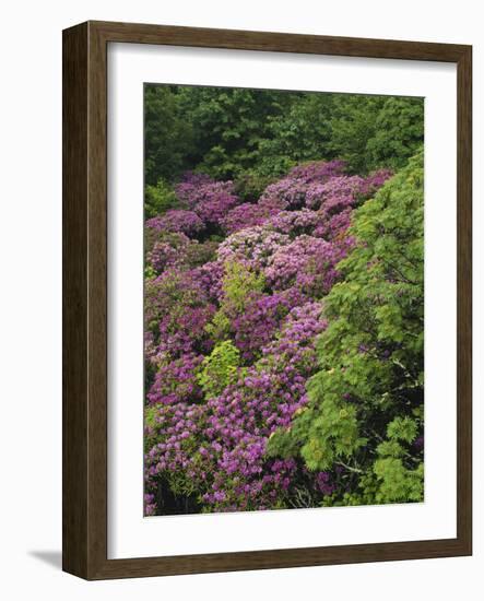 Catawba Rhododendron and Mountain Ash Growing in Forest-Adam Jones-Framed Photographic Print