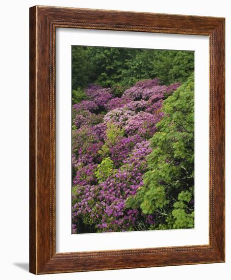 Catawba Rhododendron and Mountain Ash Growing in Forest-Adam Jones-Framed Photographic Print