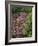 Catawba Rhododendron and Mountain Ash Growing in Forest-Adam Jones-Framed Photographic Print