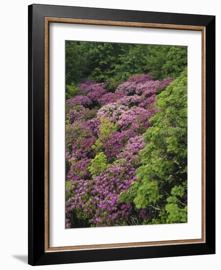 Catawba Rhododendron and Mountain Ash Growing in Forest-Adam Jones-Framed Photographic Print