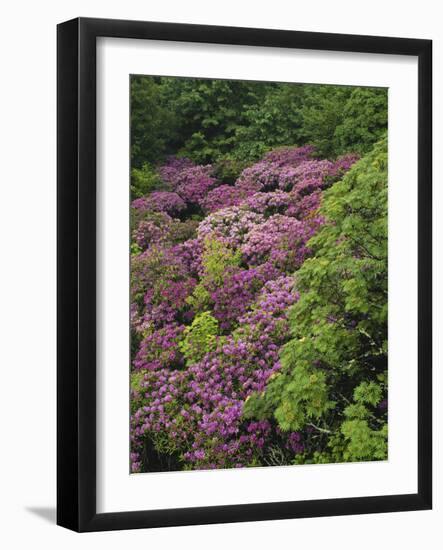 Catawba Rhododendron and Mountain Ash Growing in Forest-Adam Jones-Framed Photographic Print