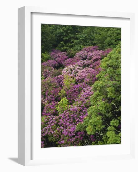 Catawba Rhododendron and Mountain Ash Growing in Forest-Adam Jones-Framed Photographic Print