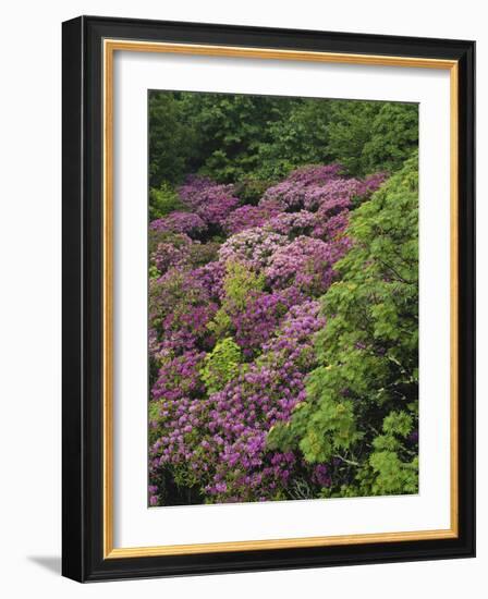 Catawba Rhododendron and Mountain Ash Growing in Forest-Adam Jones-Framed Photographic Print