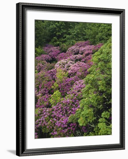 Catawba Rhododendron and Mountain Ash Growing in Forest-Adam Jones-Framed Photographic Print