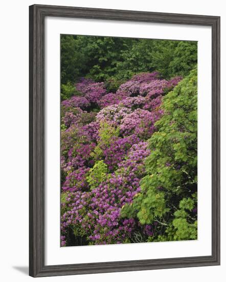 Catawba Rhododendron and Mountain Ash Growing in Forest-Adam Jones-Framed Photographic Print