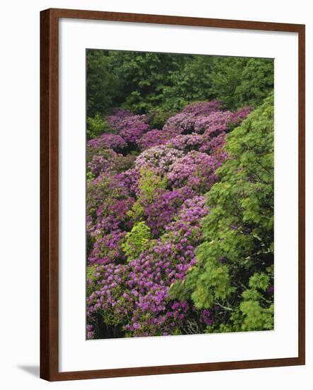 Catawba Rhododendron and Mountain Ash Growing in Forest-Adam Jones-Framed Photographic Print