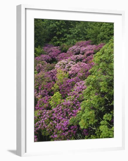 Catawba Rhododendron and Mountain Ash Growing in Forest-Adam Jones-Framed Photographic Print