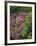 Catawba Rhododendron and Mountain Ash Growing in Forest-Adam Jones-Framed Photographic Print