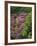 Catawba Rhododendron and Mountain Ash Growing in Forest-Adam Jones-Framed Photographic Print