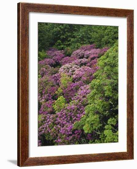 Catawba Rhododendron and Mountain Ash Growing in Forest-Adam Jones-Framed Photographic Print