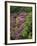 Catawba Rhododendron and Mountain Ash Growing in Forest-Adam Jones-Framed Photographic Print