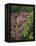 Catawba Rhododendron and Mountain Ash Growing in Forest-Adam Jones-Framed Premier Image Canvas