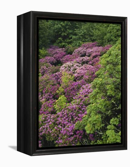 Catawba Rhododendron and Mountain Ash Growing in Forest-Adam Jones-Framed Premier Image Canvas