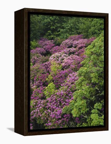 Catawba Rhododendron and Mountain Ash Growing in Forest-Adam Jones-Framed Premier Image Canvas