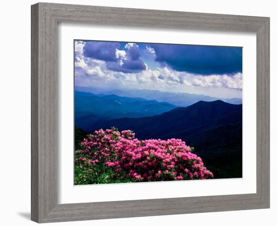 Catawba rhododendron in bloom, Yellow Face Overlook, Blue Ridge Parkway, North Carolina, USA-null-Framed Photographic Print