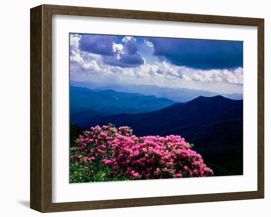 Catawba rhododendron in bloom, Yellow Face Overlook, Blue Ridge Parkway, North Carolina, USA-null-Framed Photographic Print