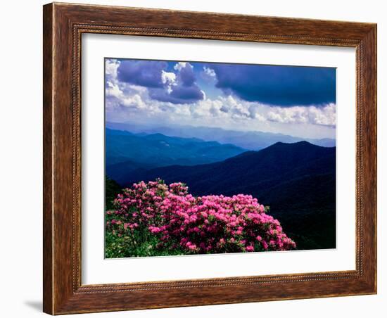 Catawba rhododendron in bloom, Yellow Face Overlook, Blue Ridge Parkway, North Carolina, USA-null-Framed Photographic Print