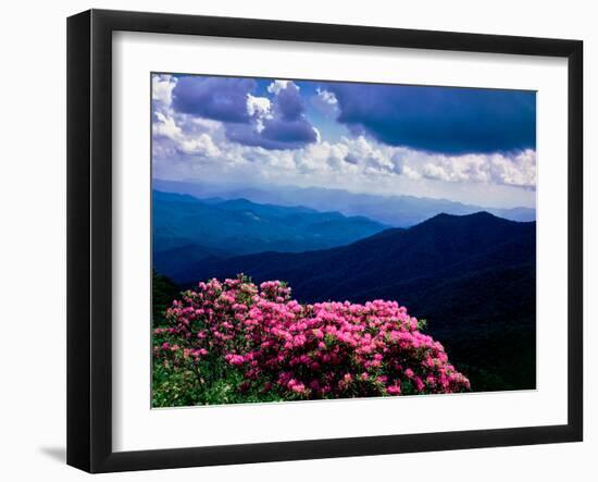 Catawba rhododendron in bloom, Yellow Face Overlook, Blue Ridge Parkway, North Carolina, USA-null-Framed Photographic Print