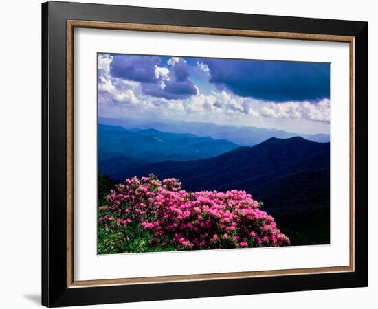 Catawba rhododendron in bloom, Yellow Face Overlook, Blue Ridge Parkway, North Carolina, USA-null-Framed Photographic Print