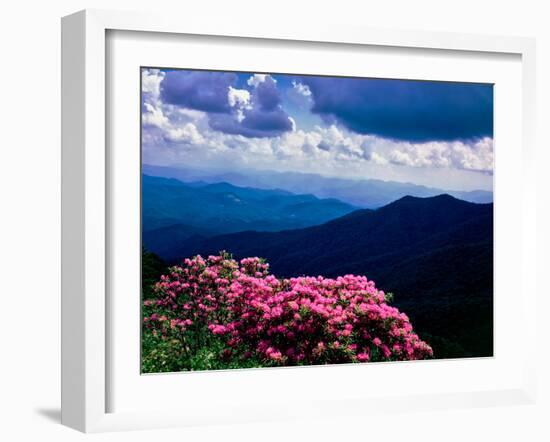 Catawba rhododendron in bloom, Yellow Face Overlook, Blue Ridge Parkway, North Carolina, USA-null-Framed Photographic Print