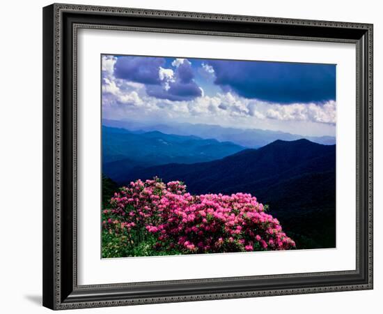 Catawba rhododendron in bloom, Yellow Face Overlook, Blue Ridge Parkway, North Carolina, USA-null-Framed Photographic Print