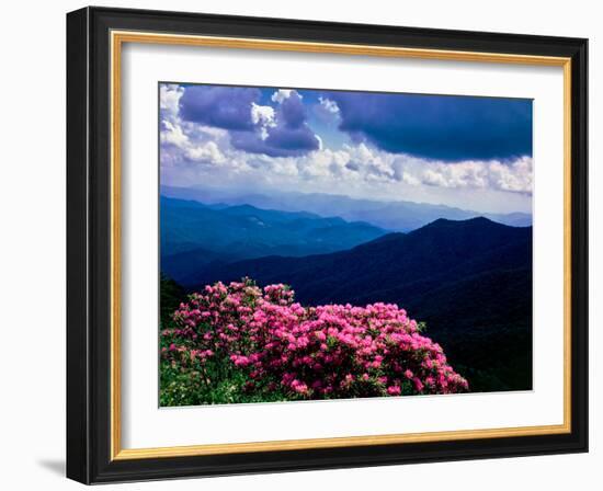 Catawba rhododendron in bloom, Yellow Face Overlook, Blue Ridge Parkway, North Carolina, USA-null-Framed Photographic Print