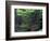 Catawba Rhododendron, Pisgah National Forest, North Carolina, USA-Adam Jones-Framed Photographic Print