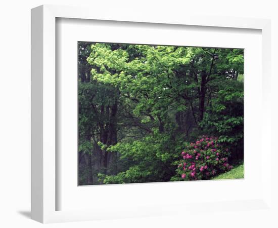 Catawba Rhododendron, Pisgah National Forest, North Carolina, USA-Adam Jones-Framed Photographic Print