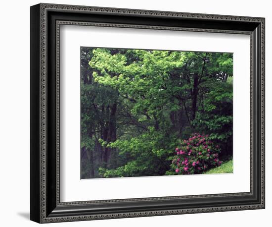 Catawba Rhododendron, Pisgah National Forest, North Carolina, USA-Adam Jones-Framed Photographic Print