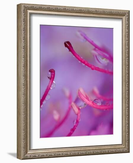 Catawba Rhododendron with Rain Drops, North Carolina, USA-Nancy Rotenberg-Framed Photographic Print