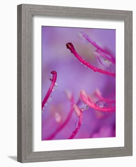 Catawba Rhododendron with Rain Drops, North Carolina, USA-Nancy Rotenberg-Framed Photographic Print