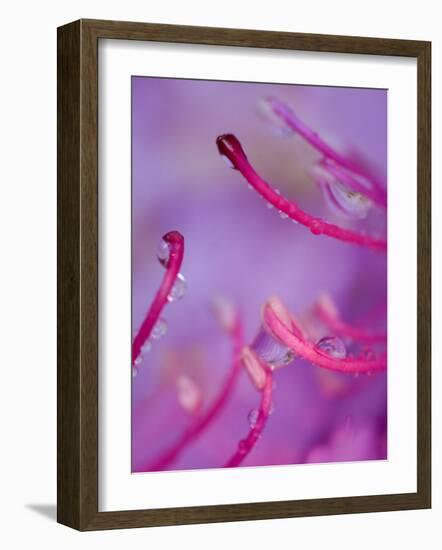 Catawba Rhododendron with Rain Drops, North Carolina, USA-Nancy Rotenberg-Framed Photographic Print