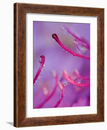 Catawba Rhododendron with Rain Drops, North Carolina, USA-Nancy Rotenberg-Framed Photographic Print