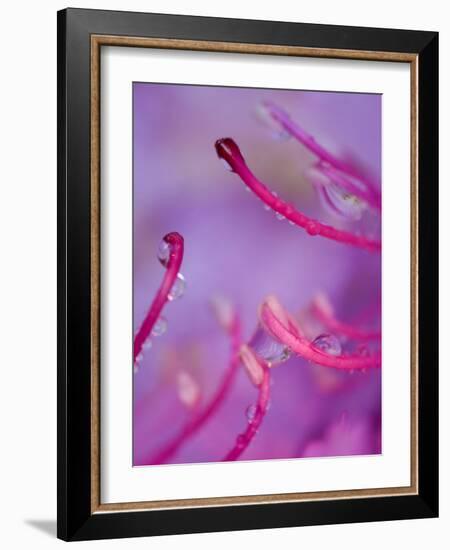 Catawba Rhododendron with Rain Drops, North Carolina, USA-Nancy Rotenberg-Framed Photographic Print